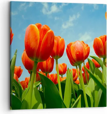 Produktbild von Bild auf Leinwand - Leinwandbild - Tulpe Blume blauer Himmel - 70x70cm - Wand Bild - Wanddeko - Leinwanddruck - Bilder - Kunstdruck - Wanddekoration - Leinwand bilder - Wandkunst - AC70x70-1062