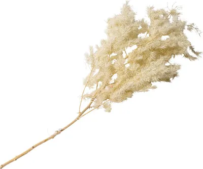 Obrázok produktu pre Dekoratívna vetvička pampovej trávy Mini prírodná 50 cm – jednotná veľkosť