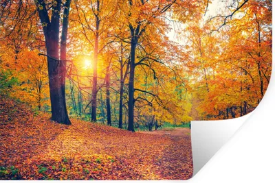 Produktbild von MuchoWow® Wandtattoo Wandsticker Wandaufkleber Bäume - Herbst - Wald - Herbstliche Blätter 90x60 cm Selbstklebend und Repositionierbar - Aufkleber
