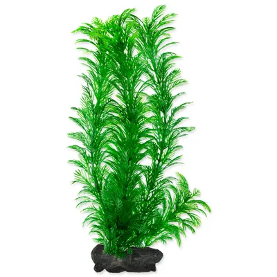 Zdjęcie produktu dla Plant Green Cabomba L 1 szt