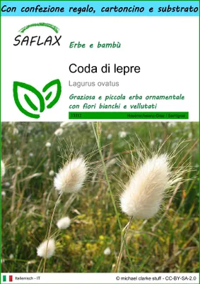 Immagine prodotto di SAFLAX Set regalo - Coda di lepre - 100 semi - Lagurus