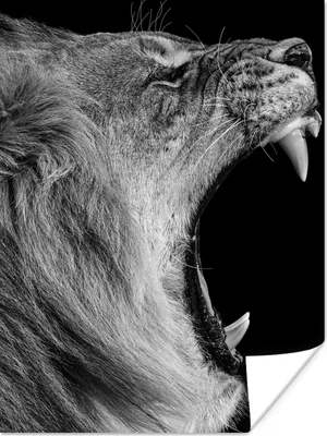 Produktbild von MuchoWow® Poster Tiere - Löwe - Schwarz - Weiß - Porträt 90x120 cm - Wohnzimmer