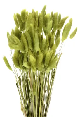 Getrocknete Hasenschwanzblumen, 120 St., 43 cm, grün