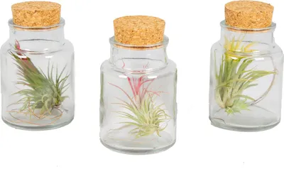 Produktbild von Bloomique - 3er Mix - Tillandsia im Glas - Tillandsien - Luftpflanzen Echt - Sehr Pflegeleicht - Höhe 12 cm