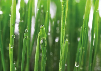 Produktbild von Wallario Poster - Wassertropfen an Grashalmen, Kunstdruck Größe: 70 x 100 cm