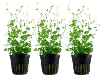 Produktbild von Aquarium Pflanze 3 St. Hydrocotyle tripartita Wasserpflanze AquaOne Nr.339B Set