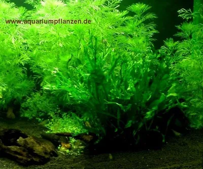 Produktbild von Aquariumpflanzen Sortiment für 100 l Aquarium (15)