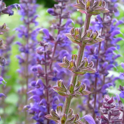 Image de 6 x sauge à fleurs  - Salvia nemorosa « Mainacht »  | Pot 9 cm x 9 cm