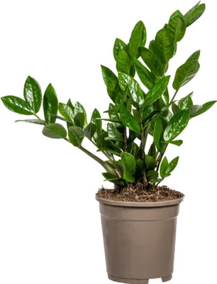 Produktbild von Zamioculcas Zamiifolia Ø17cm - ↕40-50cm