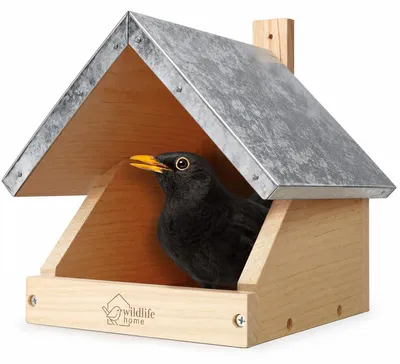 Produktbild von WILDLIFE HOME Amsel Nistkasten, Halboffen aus verschraubtem Massiv-Holz I Halbhöhle Wetterfest & Unbehandelt I Amselhaus Vogelhaus zum Aufhängen für Halbhöhlenbrüter, Rotkehlchen & Co.