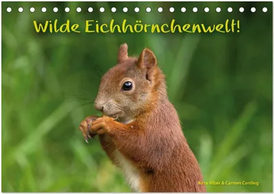 Produktbild von Wilde Eichhörnchenwelt! (Tischkalender 2026 DIN A5 quer), CALVENDO Monatskalender