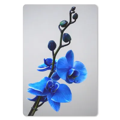 Produktbild von MuchoWow® Mauspad Mousepad Blaue Orchidee 18x27 cm - Mousepads - Maus Mat - Pad - Mausunterlage