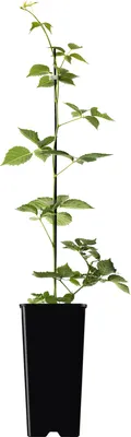 Immagine prodotto di Mora senza spine Black Butte 2L