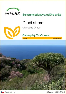 Obrázek produktu pro SAFLAX - dračí strom - Dracaena Draco - 5 Semena