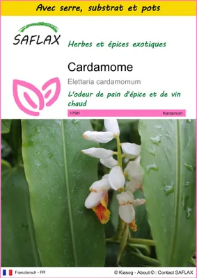 Image de SAFLAX Ensemble de culture - Cardamome - 20 graines - Elettaria