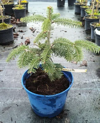 Image de Abies bornmulleriana / Sapin de Bornmuller