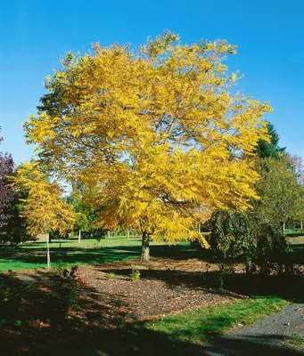Produktbild von Kentucky-Kaffeebaum 100-125 cm, im Topf - Gymnocladus dioicus