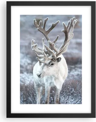 Produktbild von Gerahmtes Poster - Schwarzer Rahmen - Weiß Rentier Skandinavisch - 30x40 cm - Wand Bild - Wanddeko - Wandbilder - Kunstposter - Wandposter - Bilderrahmen - Bilder - Kunstdruck - P2BPA30x40-5156