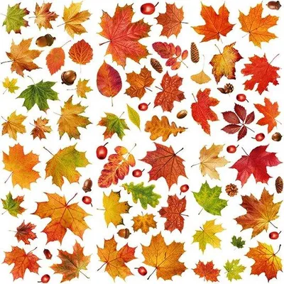 Produktbild von Herbst Dekoration Fenstersticker Eichel Ahornblatt