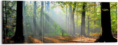Produktbild von Bild auf Leinwand - Leinwandbild - Wald Blätter Sonne - 150x50cm - Wand Bild - Wanddeko - Leinwanddruck - Bilder - Kunstdruck - Wanddekoration - Leinwand bilder - Wandkunst - CA150x50-0136