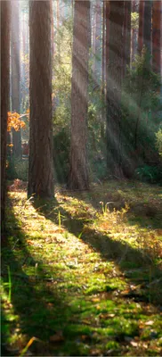 Produktbild von Türtapete Türposter Sonnenstrahlen im Herbstwald - Größe: 93 x 205 cm