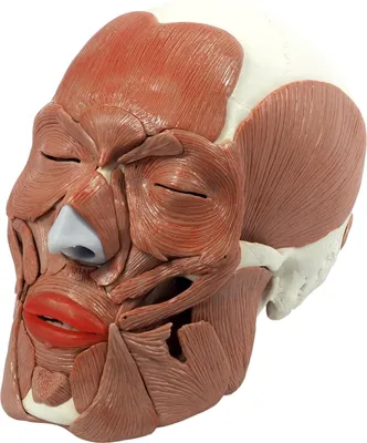 Produktbild von Schädel mit 38 Gesichtsmuskeln Anatomie Modell lebensgroß Steckverbindungen