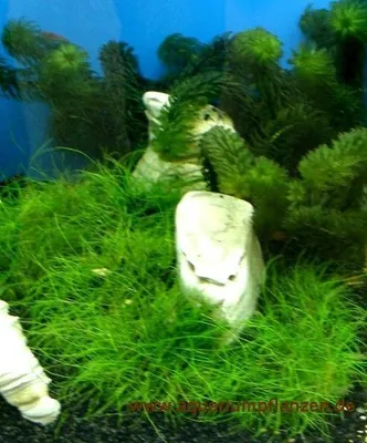 Produktbild von Nano 9, Kaltwasser Pflanzen Set, Nanoaquarium 30l
