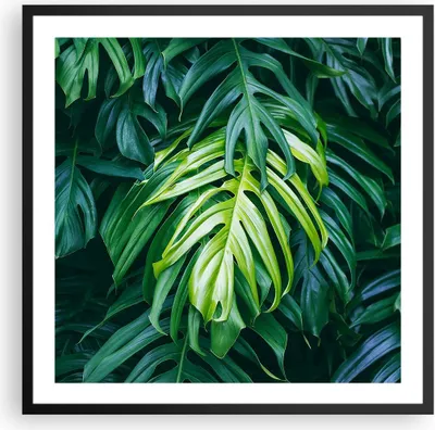 Produktbild von Gerahmtes Poster - Schwarzer Rahmen - Blume Natur - 60x60 cm - Wand Bild - Wanddeko - Wandbilder - Kunstposter - Wandposter - Bilderrahmen - Bilder - Kunstdruck - Wandbild - P2BAC60x60-3951