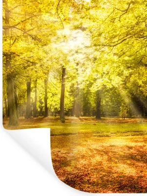 Obrázok produktu pre MuchoWow® Nálepka na stenu - Strom - Príroda - Slnko - Krajina - Les - 90x120cm - Samolepiaca a polohovateľná