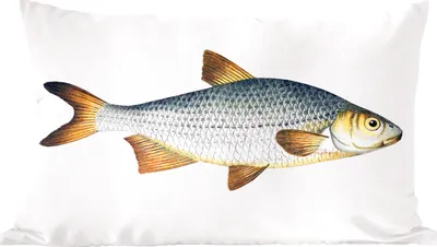 Produktbild von MuchoWow® Zierkissen Sofakissen Wohnzimmer Dekokissen 50x30 cm Fisch - Karpfen - Silber - Wohnzimmerdekoration - Polster mit Photo