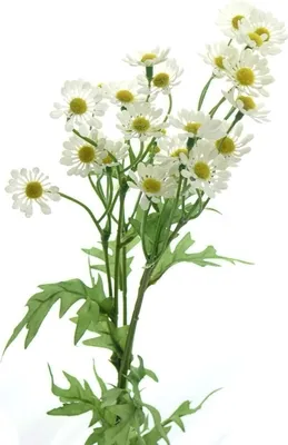 Produktbild von Gasper Kamille weiß ca. 59 cm - Kunstblumen
