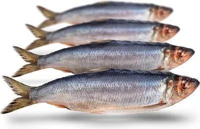 Produktbild von Köderfische Hering Groß - Vakuumverpackt | 21-26CM | 2-4ST