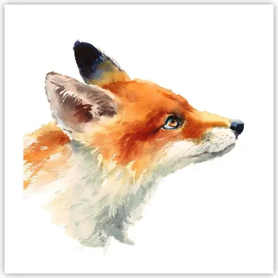Produktbild von Poster - Poster ohne Rahmen - Fuchs Tier Natur - 50x50 cm - Wand Bild - Wanddeko - Wandbilder - Kunstposter - Wandposter - Bilder - Kunstdruck - Wanddekoration - Wandbild - P2XAC50x50-3904
