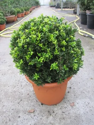 Produktbild von Ilex crenata Twiggy Kugel - Berg-Ilex Twiggy Kugel