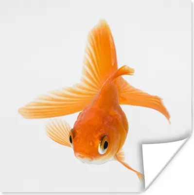 Produktbild von MuchoWow® Poster Fische - Goldfisch - Weiß 75x75 cm - Wand Dekoration