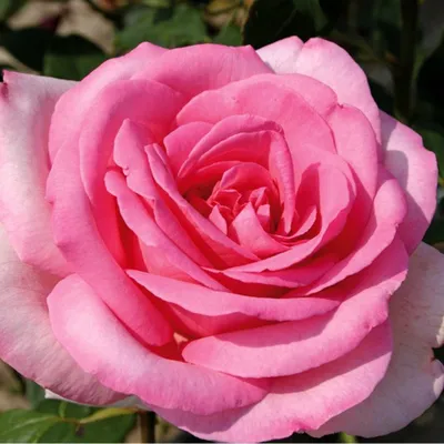 Produktbild von Rosa  - Kordes Eleganza® Rose - Rosa 'Sweet Parole'®