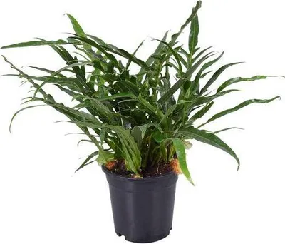Produktbild von Schlangenhautfarn Aglaomorpha coronans Ø17cm 45cm pflegeleicht Luftreinigend