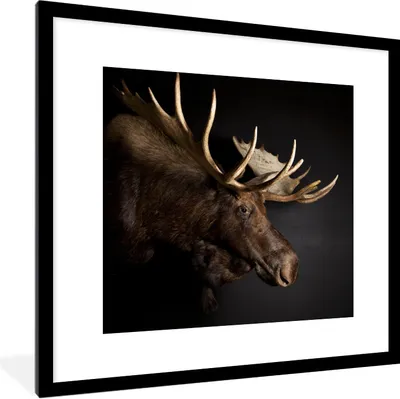 Produktbild von MuchoWow® Gerahmtes Poster Elch - Geweih - Porträt 40x40 cm - Poster mit Schwarzem Bilderrahmen Wandposter Rahmen Foto Bilder - Poster - Plakat im Rahmen