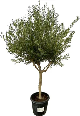 Produktbild von Trendyplants - Olea Cultivo - Olivenbaum - Höhe 200 - 220 cm - Stammumfang 20-30 cm - Winterhart - Topfgröße Ø45cm