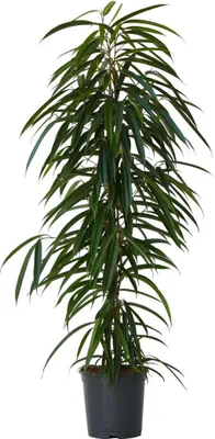 Produktbild von Geigenpflanze - Ficus binnendijkii - Höhe 100-110cm - ⌀21cm
