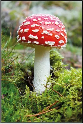 Produktbild von Wallario Wandbild Fliegenpilz im Wald, Größe: 61 x 91,50 cm, Poster mit schwarzem Aluminiumrahmen