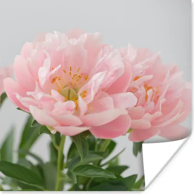 Produktbild von MuchoWow® Poster Blumenstrauß aus rosa Pfingstrosen 50x50 cm - Wohnzimmerdekoration