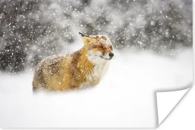 Produktbild von MuchoWow® Poster Fuchs - Schnee - Sturm 120x80 cm - Bilder