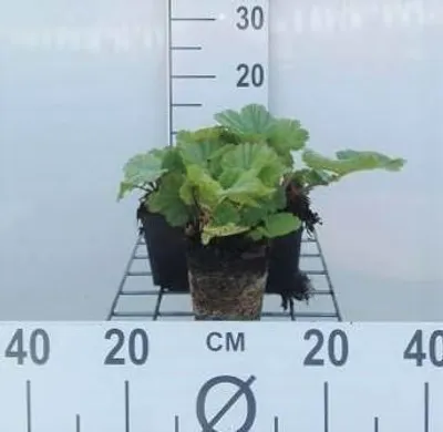 Image de 6 x Geum cocc. 'Borisii' - Giroflée - pot 9 x 9 cm