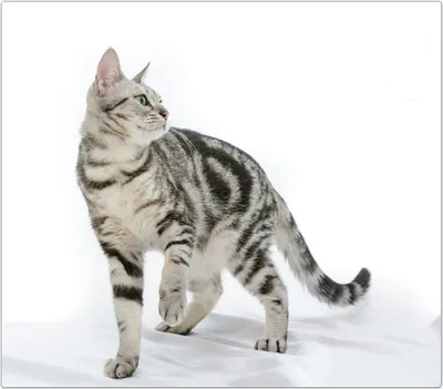 Produktbild von Spritzschutz Herdabdeckplatte Schneidebrett aus Glas Getigerte Katze 1-Teilig (60x52cm)