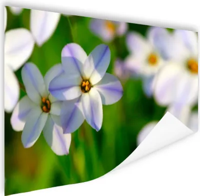 Produktbild von MuchoWow® Poster Blumen - Garten - Lila 90x60 cm - Schlafzimmer