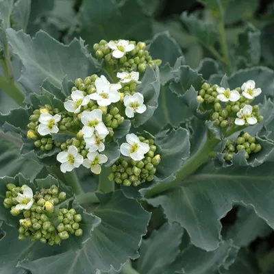 Produktbild von 6 x Küsten - Meerkohl - Crambe maritima  | Topf 9cm x 9cm