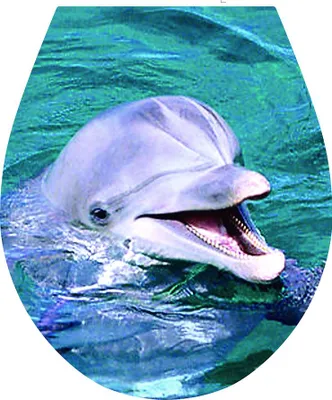 Produktbild von Toilettensitzaufkleber "Delfin" Maße 32x38cm