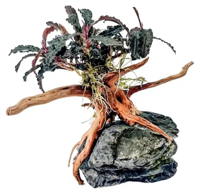 Produktbild von AquaOne Bucephalandra Pflanze auf Moorkienwurzel mit Seiryu Stein Aquarium Deko