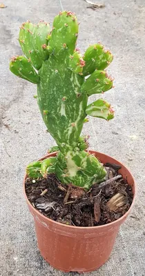 Image de Opuntia monacantha 'Variegata'